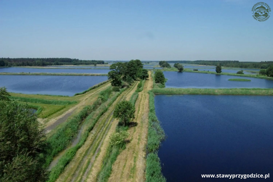 Zdjęcie na okładce dla Sprzedaż ryb Gospodarstwo Rybackie Stawy Przygodzice prowadzone jest w sposób zrównoważony i pełen szacunku dla natury